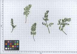 PI_341902_90ncai01_SD_PL_LV_2007-06-20_02.jpg