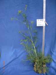 PI_344265_05ncab01_SD_PL_GH_2010-06-02_01.jpg