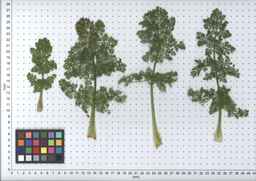PI_349267_84ncai01_SD_PL_LV_2007-07-11_01.jpg