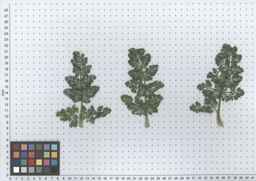 PI_349267_84ncai01_SD_PL_LV_2012-06-13_03.jpg