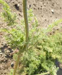 PI_349267_84ncai01_SD_PL_LV_2012-07-18_02.jpg