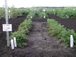 PI_349267_84ncai01_SD_PL_XX_2007-07-16_02.jpg