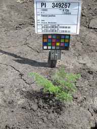 PI_349267_84ncai01_SD_PL_XX_2011-07-06_01.jpg