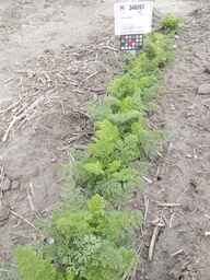 PI_349267_84ncai01_SD_PL_XX_2012-06-07_03.jpg