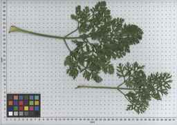PI_432902_83ncai01_SD_PL_LV_2009-07-14_01.jpg