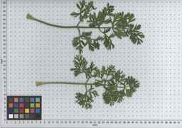 PI_432902_83ncai01_SD_PL_LV_2009-07-14_03.jpg