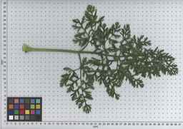 PI_432902_83ncai01_SD_PL_LV_2009-07-14_06.jpg