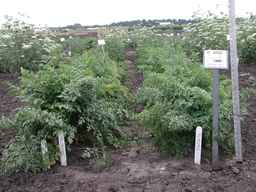 PI_432902_83ncai01_SD_PL_XX_2007-07-18_01.jpg