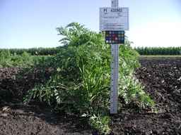 PI_432902_83ncai01_SD_PL_XX_2009-07-29_02.jpg