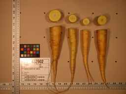 PI_432902_83ncai01_SD_RT_TS_2008-08-01_01.jpg