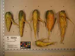 PI_432902_83ncai01_SD_RT_XX_2009-08-06_02.jpg