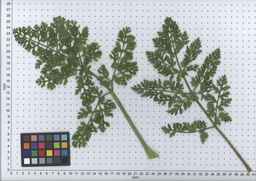 PI_432906_83ncai01_SD_PL_LV_2007-07-03_03.jpg