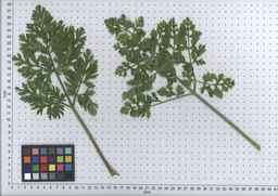 PI_432906_83ncai01_SD_PL_LV_2007-07-03_07.jpg