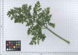 PI_432906_83ncai01_SD_PL_LV_2007-07-03_10.jpg