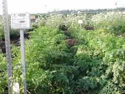 PI_432906_83ncai01_SD_PL_XX_2007-07-26_03.jpg