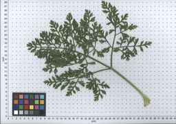 PI_451752_83ncai01_SD_PL_LV_2007-07-03_07.jpg