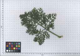 PI_451752_83ncai01_SD_PL_LV_2007-07-03_08.jpg