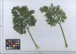 PI_451752_83ncai01_SD_PL_LV_2007-07-03_11.jpg