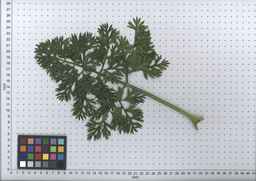 PI_451752_83ncai01_SD_PL_LV_2007-07-03_15.jpg