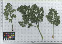 PI_451754_85ncai01_SD_PL_LV_2007-07-03_04.jpg
