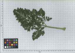 PI_451754_85ncai01_SD_PL_LV_2007-07-03_05.jpg