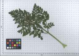 PI_451754_85ncai01_SD_PL_LV_2007-07-11_03.jpg