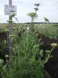 PI_451754_85ncai01_SD_PL_XX_2007-07-16_02.jpg