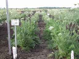 PI_451754_85ncai01_SD_PL_XX_2007-07-16_03.jpg