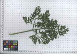PI_451758_83ncai01_SD_PL_LV_2008-07-17_01.jpg