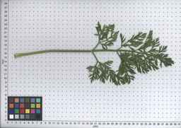 PI_451758_83ncai01_SD_PL_LV_2008-07-17_02.jpg