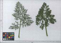 PI_451758_83ncai01_SD_PL_LV_2008-07-17_04.jpg
