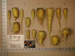 PI_451758_83ncai01_SD_RT_XX_2009-08-11_01.jpg