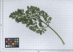 PI_478882_84ncai01_SD_PL_LV_2007-07-02_02.jpg