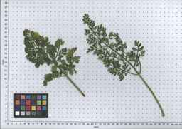PI_478882_84ncai01_SD_PL_LV_2007-07-02_05.jpg