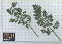 PI_478882_84ncai01_SD_PL_LV_2007-07-03_01.jpg