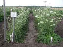 PI_478882_84ncai01_SD_PL_XX_2007-07-17_02.jpg