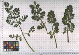 PI_478883_84ncai01_SD_PL_LV_2007-07-03_04.jpg