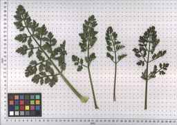 PI_478883_84ncai01_SD_PL_LV_2007-07-03_05.jpg