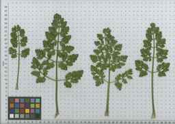 PI_478883_84ncai01_SD_PL_LV_2010-07-14_02.jpg