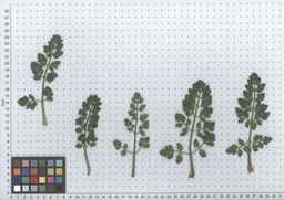 PI_478883_84ncai01_SD_PL_LV_2012-05-16_01.jpg