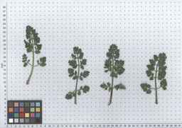 PI_478883_84ncai01_SD_PL_LV_2012-05-16_02.jpg