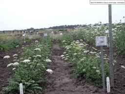 PI_478883_84ncai01_SD_PL_XX_2007-07-18_02.jpg