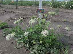 PI_478883_84ncai01_SD_PL_XX_2010-08-18_03.jpg