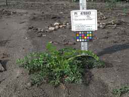 PI_478883_84ncai01_SD_PL_XX_2010-08-18_04.jpg