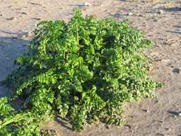 PI_478883_84ncai01_SD_PL_XX_2010-09-08_02.jpg