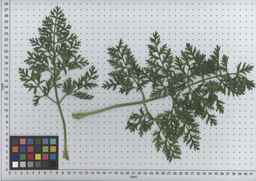 PI_502239_08ncei01_SD_PL_LV_2009-07-15_02.jpg
