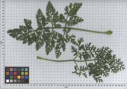 PI_502239_08ncei01_SD_PL_LV_2009-07-15_04.jpg