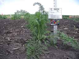 PI_502239_08ncei01_SD_PL_XX_2009-07-23_01.jpg