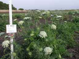 PI_502239_08ncei01_SD_PL_XX_2009-08-25_02.jpg