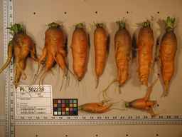 PI_502239_08ncei01_SD_RT_XX_2009-08-04_01.jpg
